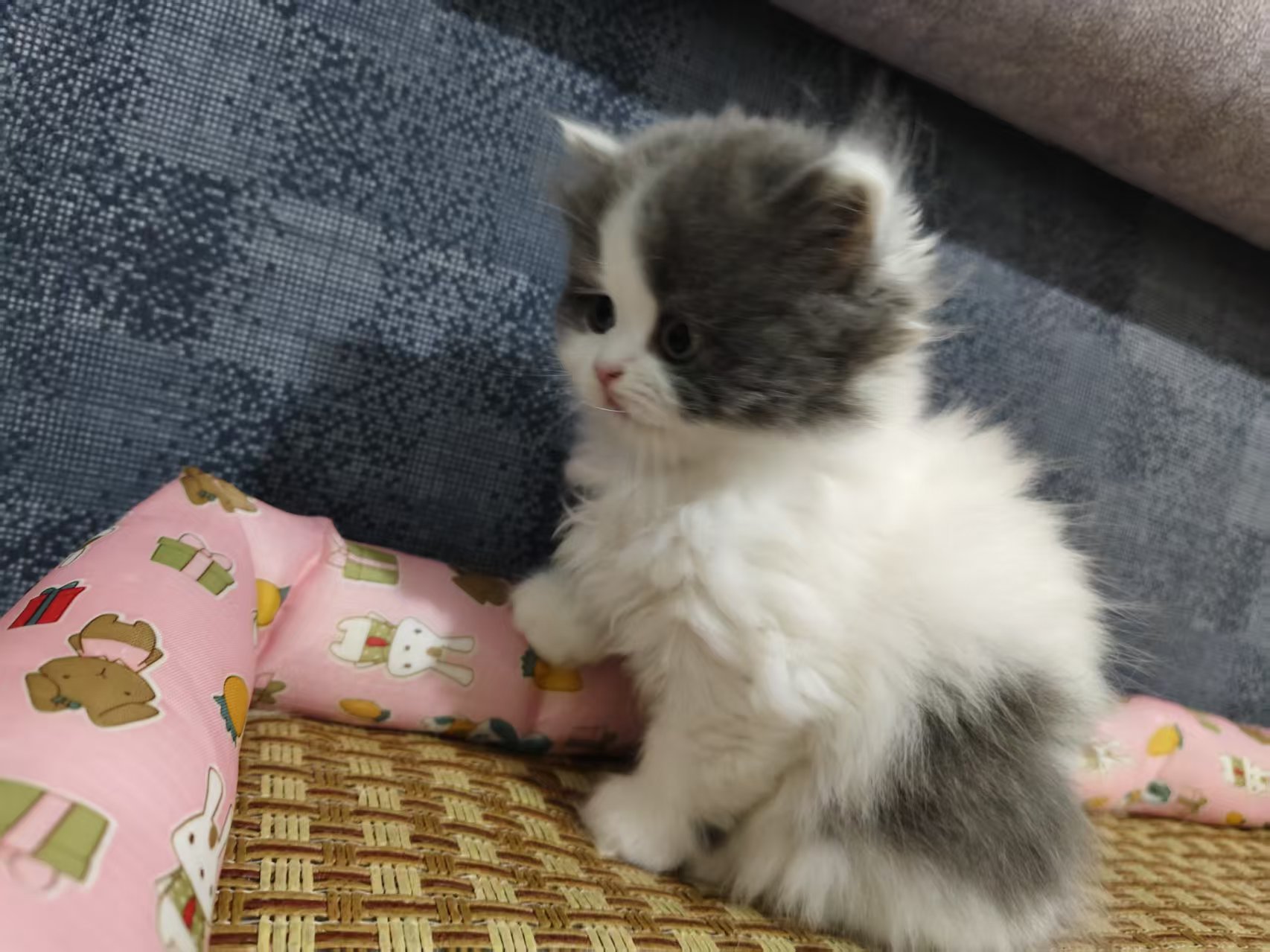 英短蓝白 小长毛 头版特别好 大包子脸 活泼可爱